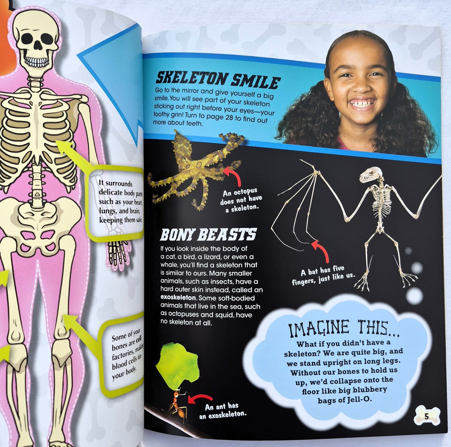 Super Skeleton: Komm deinen Knochen und Muskeln auf die Spur! von Anna Claybourne (Body Works, Neu, 2013, Taschenbuch, 32 Seiten, QEB Publishing)