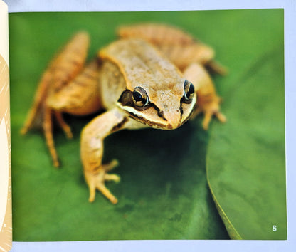 A Frog's Life Cycle by Mary R. Dunn (New, 2018, Pbk, 24 pages, Capstone Press)