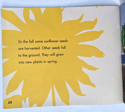 A Sunflower's Life Cycle von Mary R. Dunn (Neu, 2018, Paperback, 24 Seiten, Capstone Press)