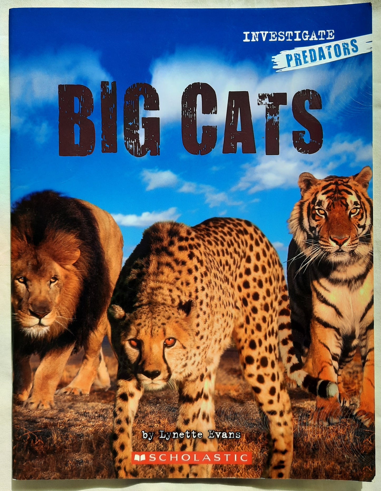 Investigate Predators: Big Cats by Lynette Evans (Good, 2008, Scholastic, 28 pgs)