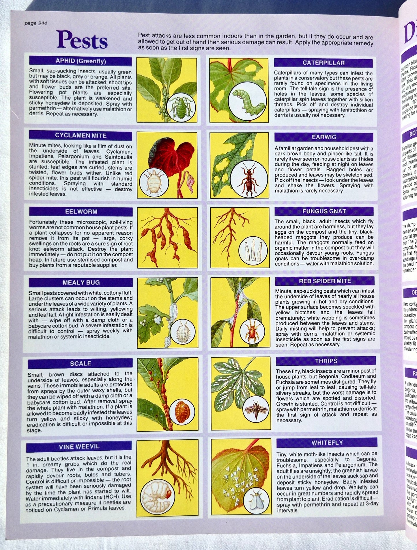 The House Plant Expert von D. G. Hessayon (Sehr gut, 2003, Pbk, 256 Seiten, Expert Books)