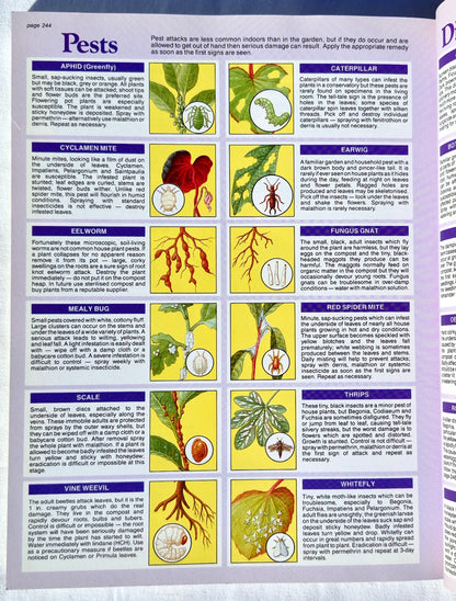 The House Plant Expert von D. G. Hessayon (Sehr gut, 2003, Pbk, 256 Seiten, Expert Books)