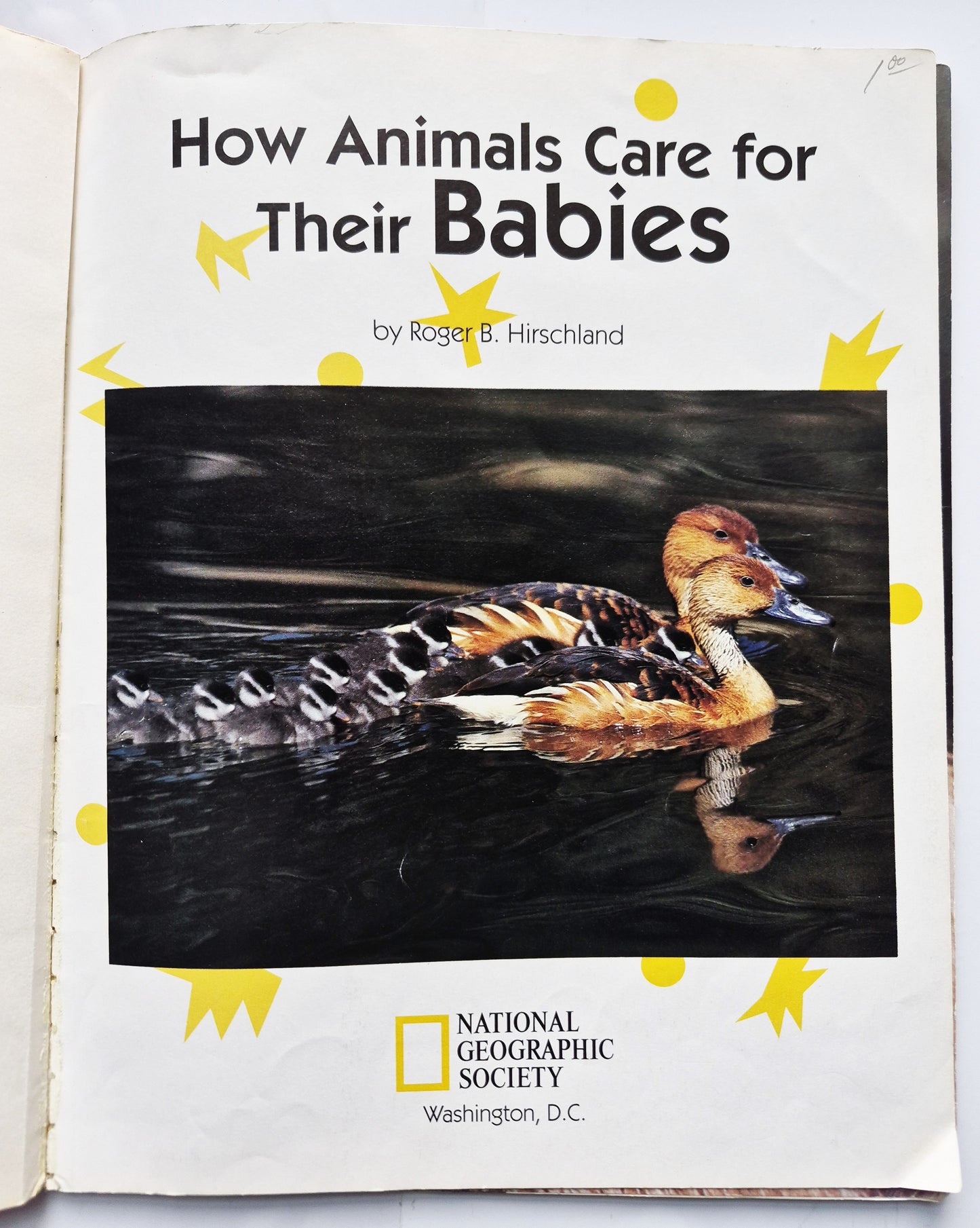 How Animals Care for Their Babies von Roger B. Hirschland (Gut, 1996, Taschenbuch, 32 Seiten, National Geographic Society)