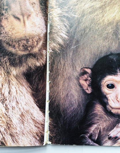 How Animals Care for Their Babies von Roger B. Hirschland (Gut, 1996, Taschenbuch, 32 Seiten, National Geographic Society)