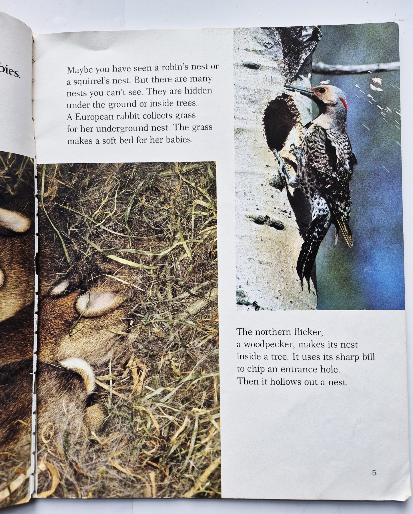 How Animals Care for Their Babies von Roger B. Hirschland (Gut, 1996, Taschenbuch, 32 Seiten, National Geographic Society)