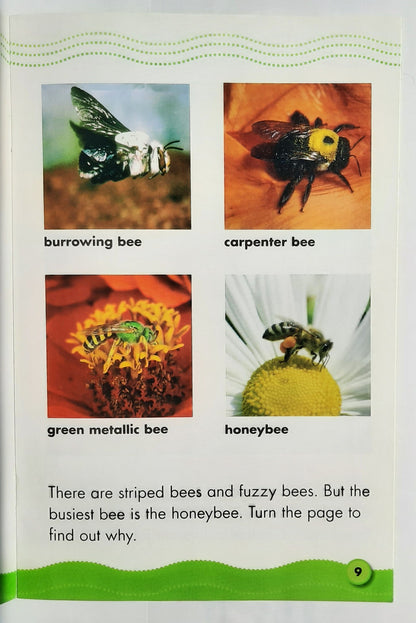 Science Vocabulary Readers: Busy Honeybees by Justin McCory Martin (Very good, 2008, Pbk, 24 pages, Scholastic)