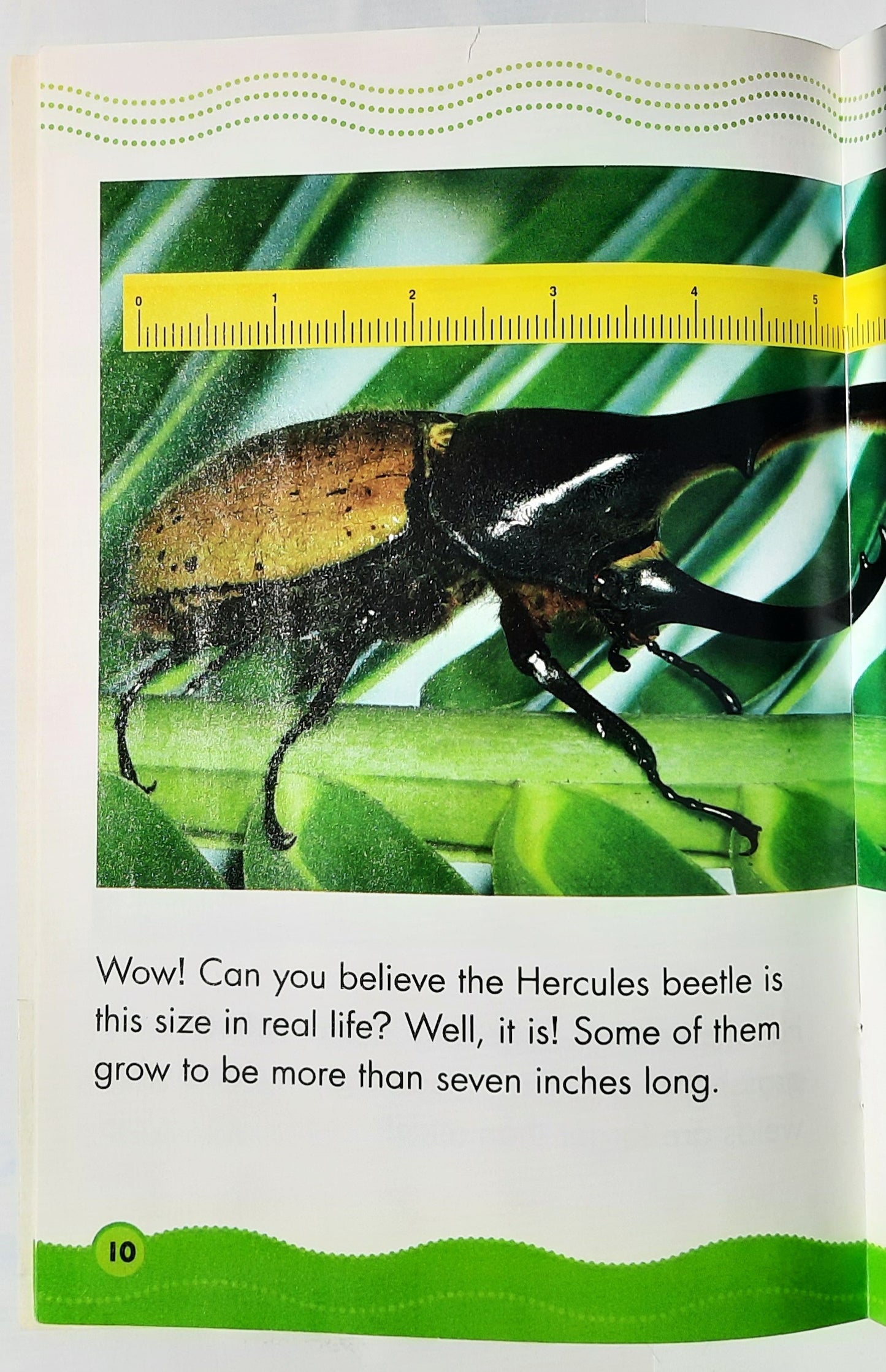 Science Vocabulary Readers: Strange Bugs by Justin McCory Martin (Very good, 2008, Pbk, 24 pages, Scholastic)