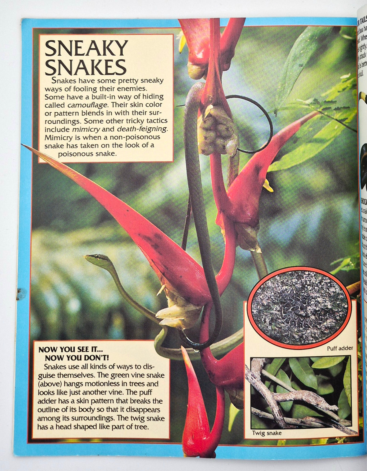 Eyes on Nature: Snakes by Jane P. Resnick (Good, 1996, Pbk, 30 pgs, Innisbrook Wraps)
