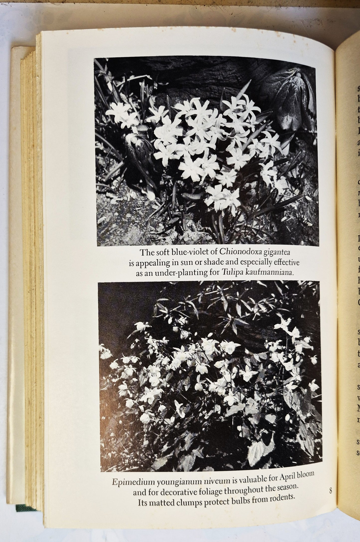 Flowers in the Winter Garden by M. M. Graff (Very good, 1966, HC, 203 pgs, Doubleday & Co)