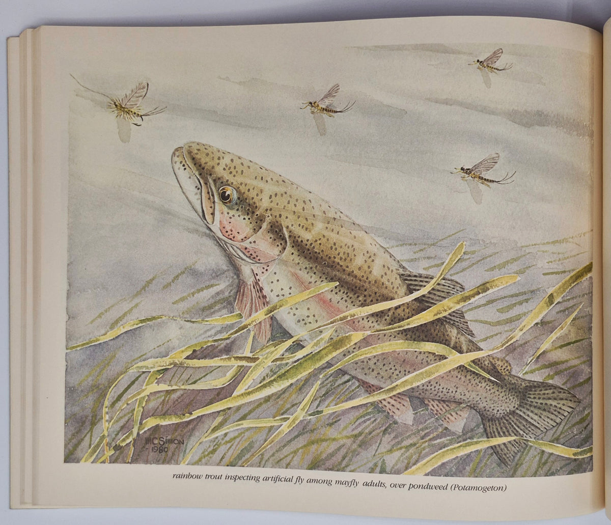 Freshwater Wilderness: Yellowstone Fishes & Their World by John D. Varley; Paul Schullery (Very good, 1983, Pbk, 133 pgs, The Yellowstone Library)