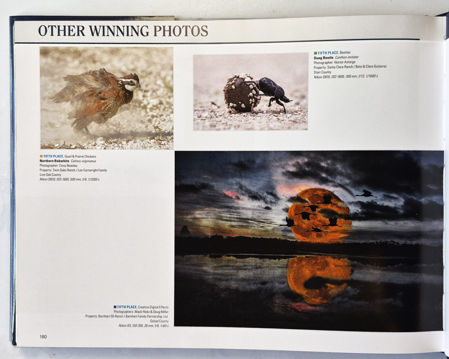 Wildlife in Focus VIII editors David Sikes; Crystal Mead; Brenda Weathered (Very good, 2016, HC, 188 pgs, Grunwald Printing)