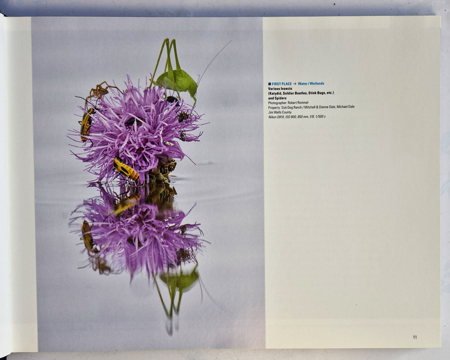 Wildlife in Focus VIII editors David Sikes; Crystal Mead; Brenda Weathered (Very good, 2016, HC, 188 pgs, Grunwald Printing)
