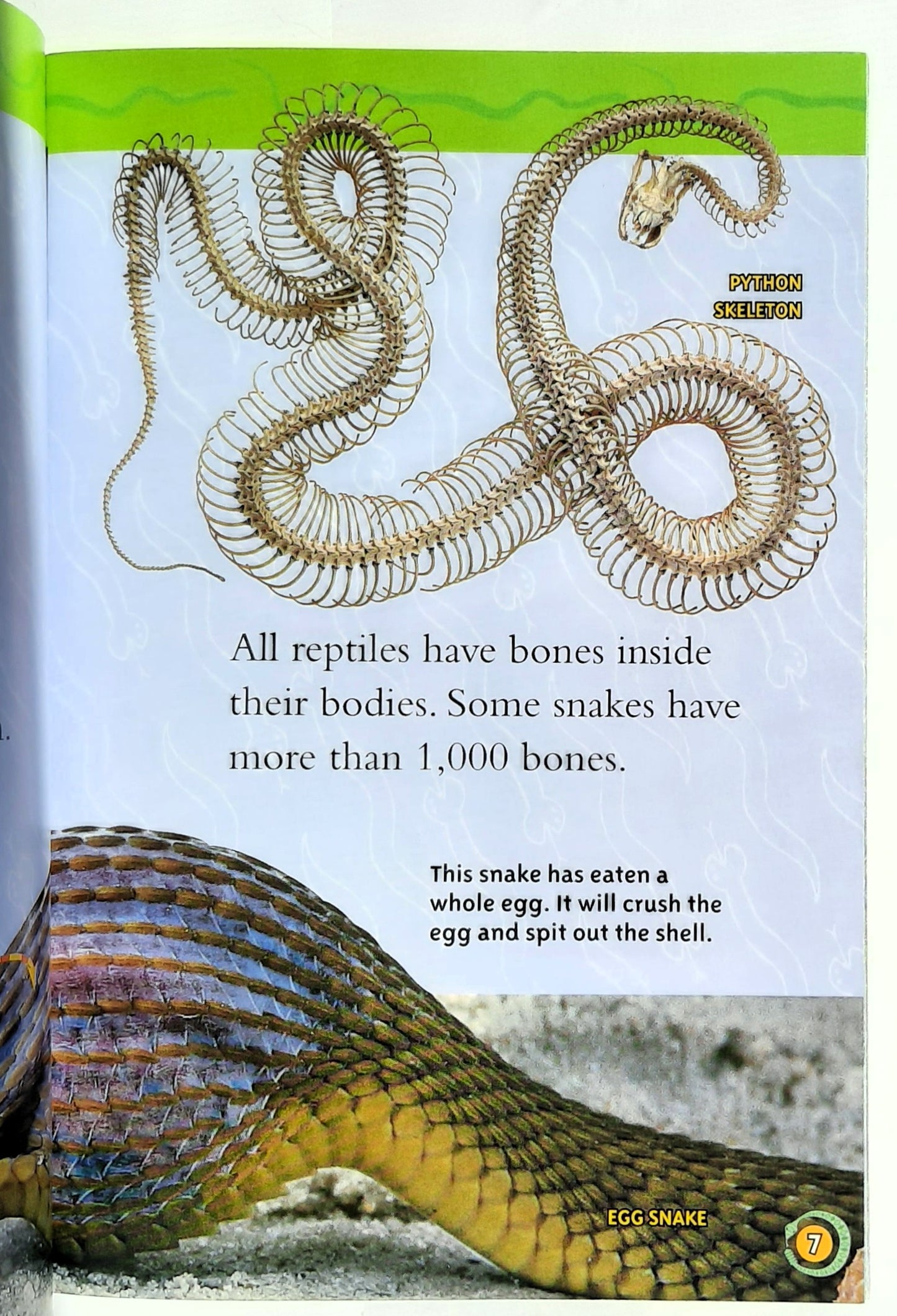 National Geographic Kids: Snakes! by Melissa Stewart (New, 2009, Pbk, 32 pages, Scholastic)