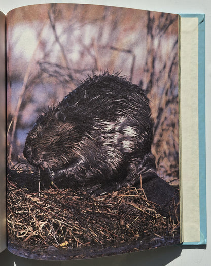 Getting to Know Nature's Children: Chipmunks/Beavers by Merebeth Switzer; Elin Kelsey (Very good, 1984, HC, 96 pages, Grolier Enterprises, Inc.)